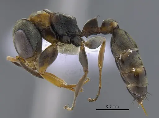 Pseudomyrmex ita - CBUMAGENT41806