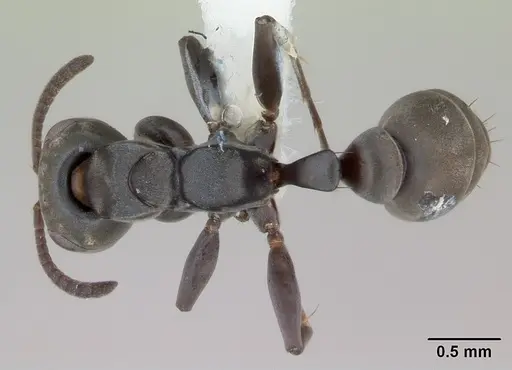 Pseudomyrmex ita - LACMENT142434