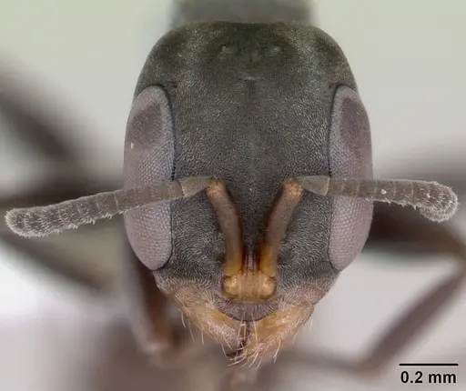 Pseudomyrmex ita - LACMENT142434