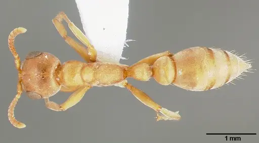 Pseudomyrmex janzeni specimen