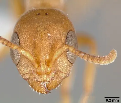Pseudomyrmex janzeni specimen