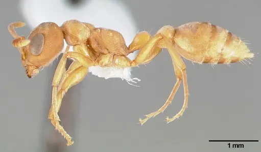 Pseudomyrmex janzeni specimen