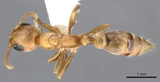 Pseudomyrmex janzeni - CASENT0902909