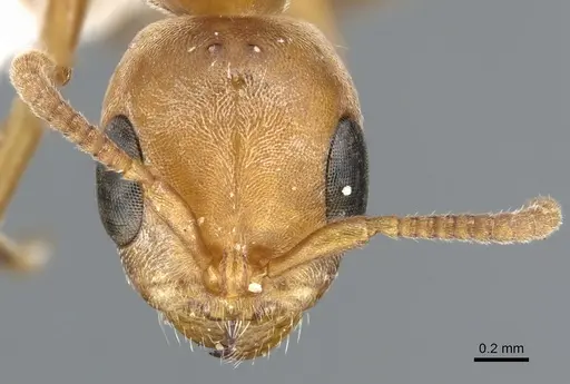 Pseudomyrmex janzeni - CASENT0902909