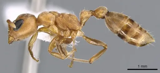 Pseudomyrmex janzeni - CASENT0902909