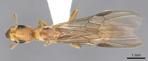 Pseudomyrmex janzeni - CASENT0902910