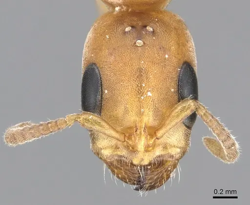 Pseudomyrmex janzeni - CASENT0902910