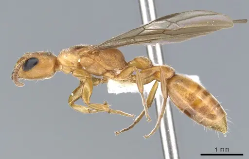 Pseudomyrmex janzeni - CASENT0902910