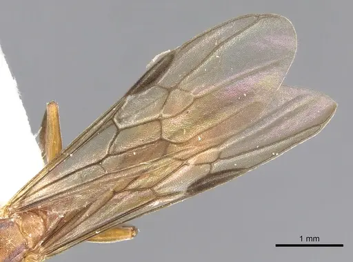 Pseudomyrmex janzeni - CASENT0902910