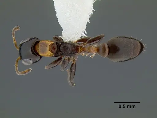 Pseudomyrmex laevifrons specimen