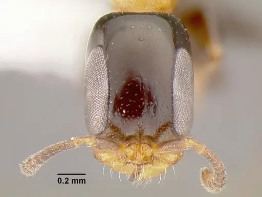 Pseudomyrmex laevifrons specimen