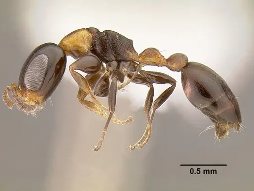Pseudomyrmex laevifrons specimen