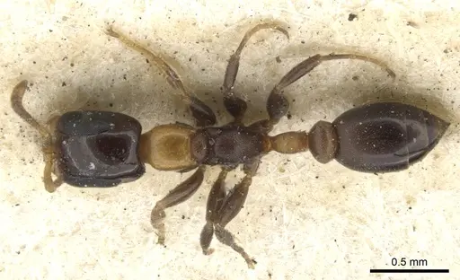 Pseudomyrmex laevifrons - CASENT0902923