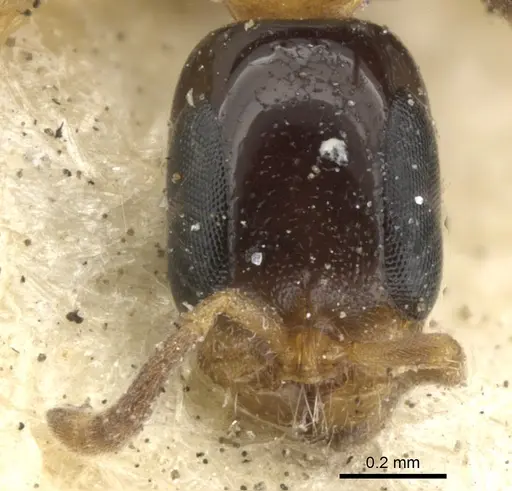 Pseudomyrmex laevifrons - CASENT0902923