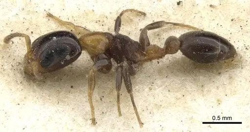 Pseudomyrmex laevifrons - CASENT0902923