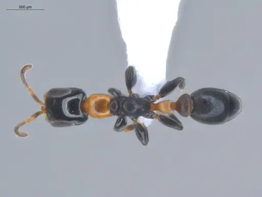 Pseudomyrmex laevifrons - ECOFOG-BOUM-1256-01