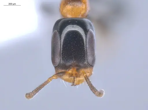 Pseudomyrmex laevifrons - ECOFOG-BOUM-1256-01