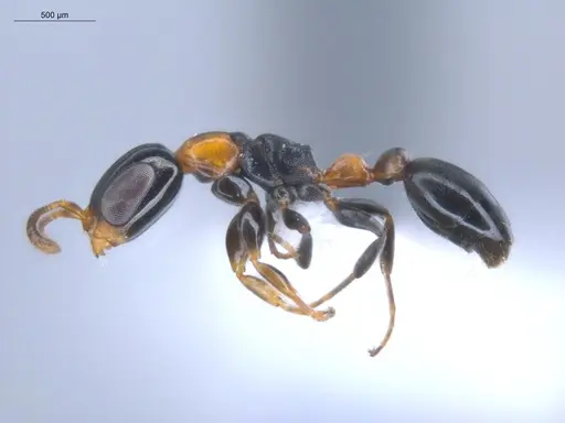 Pseudomyrmex laevifrons - ECOFOG-BOUM-1256-01