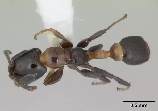 Pseudomyrmex laevifrons - LACMENT142549