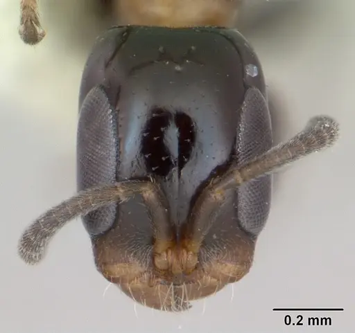 Pseudomyrmex laevifrons - LACMENT142549