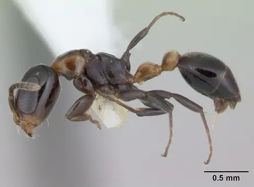 Pseudomyrmex laevifrons - LACMENT142549