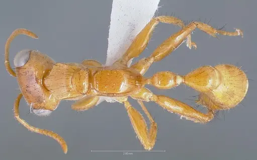 Pseudomyrmex laevigatus specimen