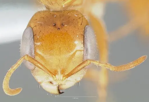 Pseudomyrmex laevigatus specimen