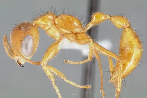 Pseudomyrmex laevigatus specimen