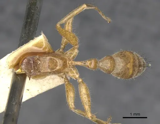 Pseudomyrmex laevigatus - CASENT0902851