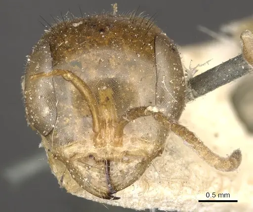 Pseudomyrmex laevigatus - CASENT0902851