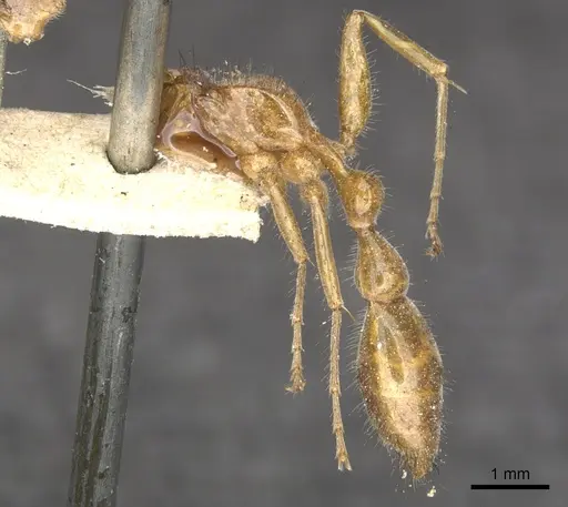 Pseudomyrmex laevigatus - CASENT0902851