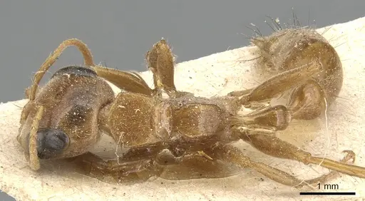 Pseudomyrmex laevigatus - CASENT0904044