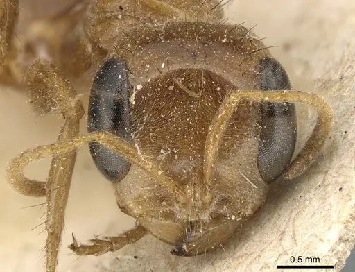 Pseudomyrmex laevigatus - CASENT0904044