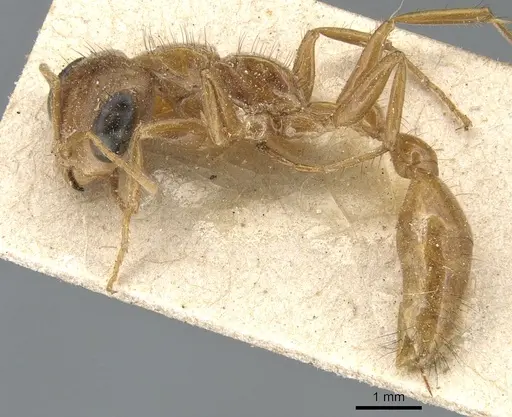 Pseudomyrmex laevigatus - CASENT0904044