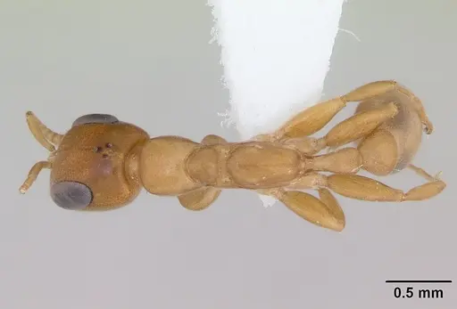 Pseudomyrmex laevivertex specimen