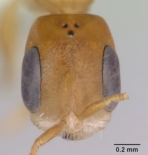 Pseudomyrmex laevivertex specimen
