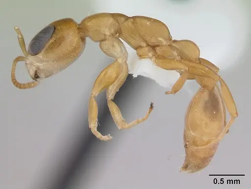 Pseudomyrmex laevivertex specimen
