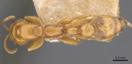 Pseudomyrmex laevivertex - CASENT0907540