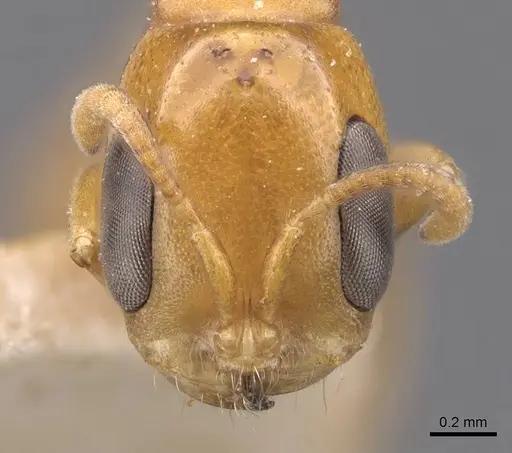 Pseudomyrmex laevivertex - CASENT0907540