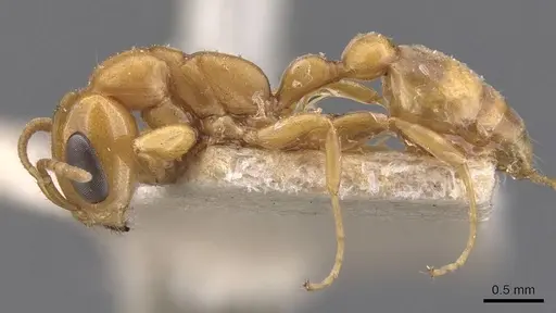 Pseudomyrmex laevivertex - CASENT0907540