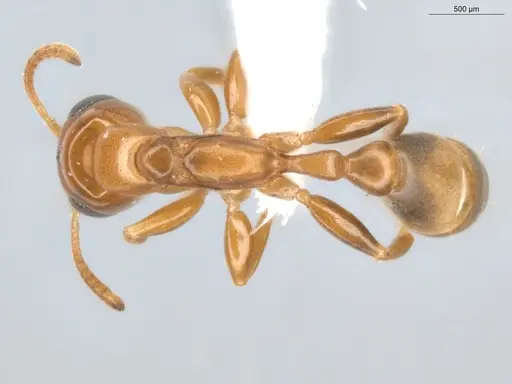 Pseudomyrmex laevivertex - ECOFOG-BUG-0002-05