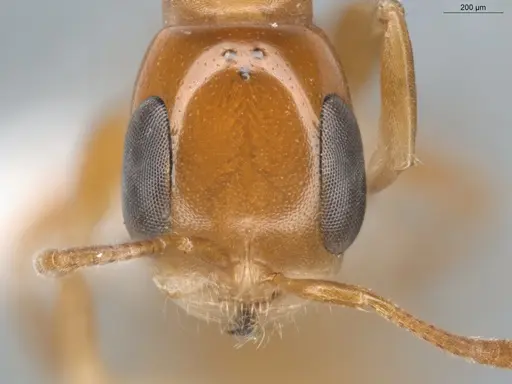 Pseudomyrmex laevivertex - ECOFOG-BUG-0002-05