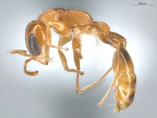 Pseudomyrmex laevivertex - ECOFOG-BUG-0002-05