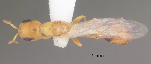 Pseudomyrmex leptosus specimen
