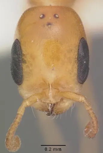 Pseudomyrmex leptosus specimen