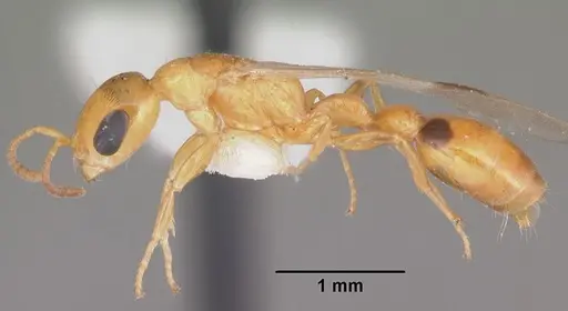 Pseudomyrmex leptosus specimen