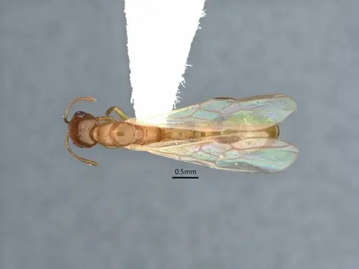 Pseudomyrmex leptosus - CASENT0866514