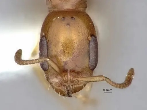 Pseudomyrmex leptosus - CASENT0866514