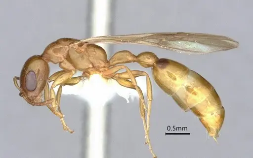 Pseudomyrmex leptosus - CASENT0866514