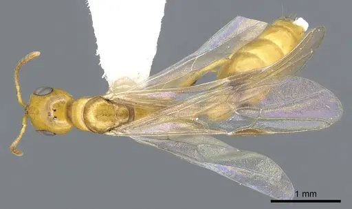 Pseudomyrmex leptosus - CASENT0902896